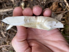 Amanita farinacea