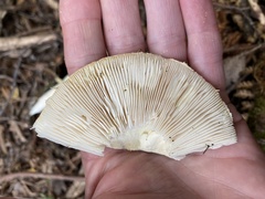 Amanita farinacea
