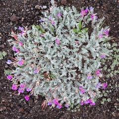 Oxytropis kamtschatica
