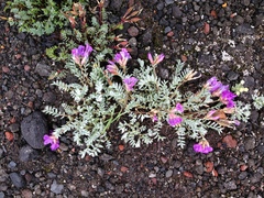 Oxytropis kamtschatica