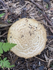 Amanita ochrophylloides