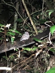 Nyctiphrynus ocellatus