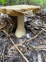 Amanita ochrophylloides