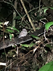 Nyctiphrynus ocellatus