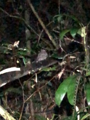 Nyctiphrynus ocellatus