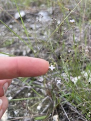 Stenaria nigricans floridana