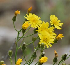Crepis tectorum