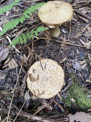 Amanita ochrophylloides