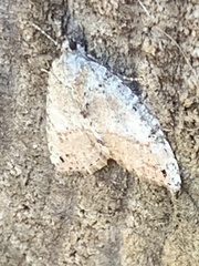 Hydriomena nubilofasciata