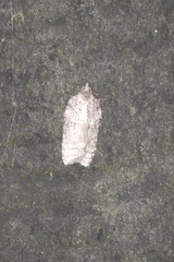 Acleris pulverosana