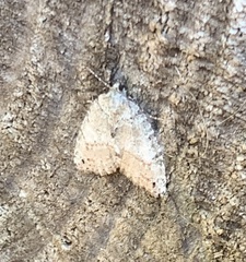 Hydriomena nubilofasciata