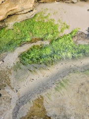 Ulvaceae