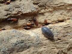 Mesites pallidipennis