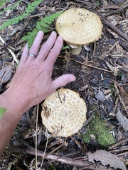 Amanita ochrophylloides
