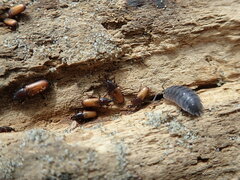 Mesites pallidipennis