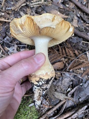 Amanita ochrophylloides