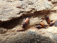 Mesites pallidipennis