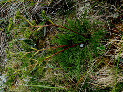 Aciphylla polita
