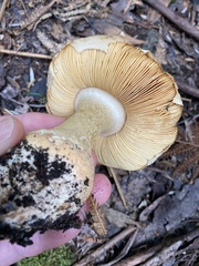 Amanita ochrophylloides