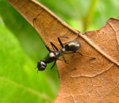 Myrmecothea myrmecoides