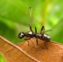Myrmecothea myrmecoides
