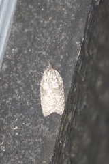 Acleris pulverosana