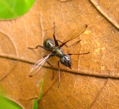 Myrmecothea myrmecoides