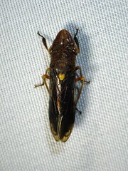 Homalodisca