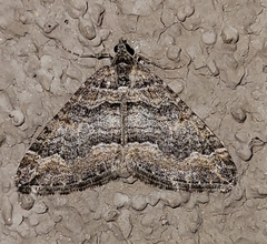 Perizoma custodiata
