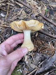 Amanita ochrophylloides