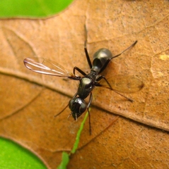 Myrmecothea myrmecoides
