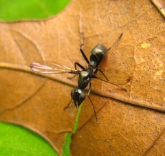 Myrmecothea myrmecoides