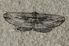 Iridopsis obliquaria