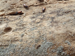 Mesites pallidipennis