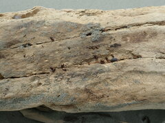 Mesites pallidipennis