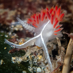 Coryphella trilineata