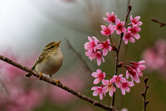 Phylloscopus inornatus