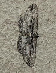 Iridopsis obliquaria