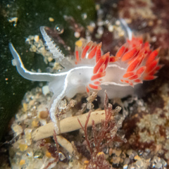 Coryphella trilineata