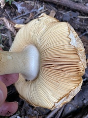 Amanita ochrophylloides