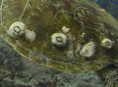 Chelonibia testudinaria