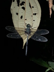 Gynacantha membranalis
