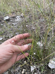 Stenaria nigricans floridana