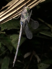 Gynacantha membranalis