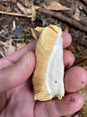 Amanita ochrophylloides