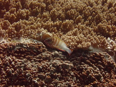Epinephelus fasciatus