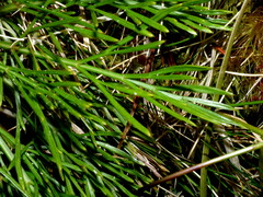 Aciphylla polita