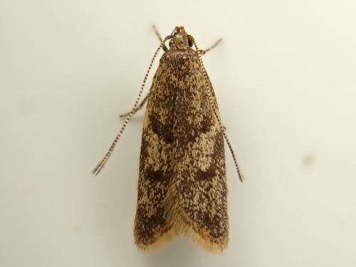 Gymnobathra tholodella Meyrick, 1884