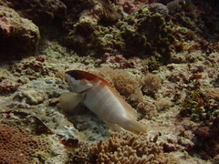 Epinephelus fasciatus