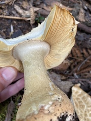 Amanita ochrophylloides